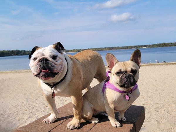 /Images/uploads/Long Island Bulldog Rescue/LIBR-2025-Calendar/entries/32209thumb.jpg